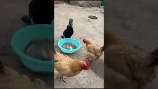 Эксперимент с бакланом