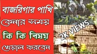 বাজরিগার পাখি কেনার সময় || কি কি বিষয় খেয়াল করবেন || কিভাবে বুঝবো সুস্থ পাখি ||