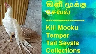 கிளி மூக்கு சேவல் |  Kili Mooku Temper Tail Sevals Collections