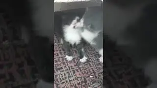 Где деньги Лебовски?!?