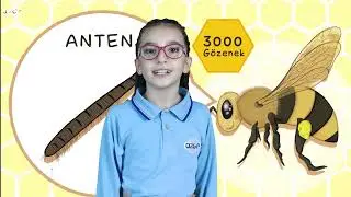 Arının Öyküsü