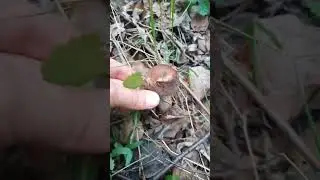 ГРИБАЛКА #тайгахмао