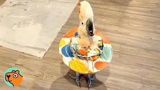 Two Parrots Bark Like Dogs And Sing For Attention | Cuddle Buddies