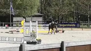 Colombuz Q 7yo by Arezzo @ Lanaken Z Tour