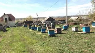 Поездка за Пчёлами!