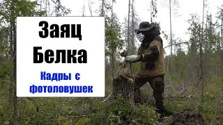 Кадры с фотоловушек. Заяц и белка. Как я ставлю фотоловушку. 