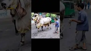 Bull with huge ears walks on a city street. 