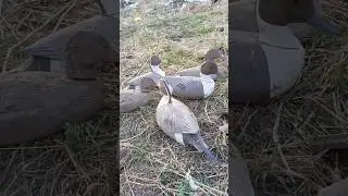 Вот на свалке выбросили