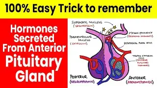 Trick to Learn Hormones Secreted From Anterior Pituitary Gland | Learning With Khan