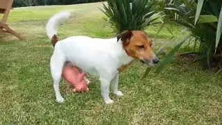 Dasar anjing memperkosa anak babi