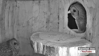 Two Tawny Owls checking out a nest box - is it for them ?