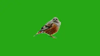 bird png green screen|bird green screen|green screen Bird|green screen bird effect