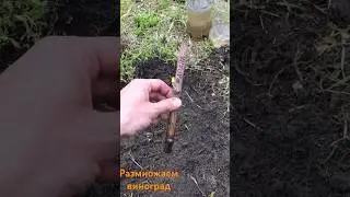Простой способ получить саженец винограда из черенка весной #сад #виноград