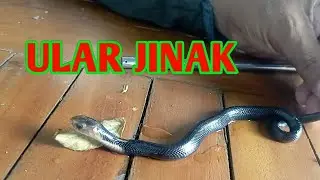 Lanjut Penyisiran Ular di Komplek Elit