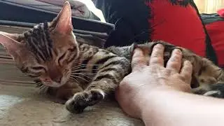 Хлопотное дельце