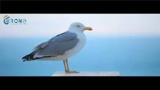 Отдыхай и зарабатывай с inCruises      1 июня 2020 г.