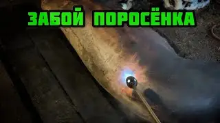 ЗАБОЙ ПОРОСЁНКА/ ФЕДЯ УЕХАЛ НА ШАШЛЫКИ/ ЗАГОН ДЛЯ БАЙКАЛА!