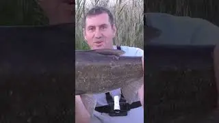 получил леща от толстолобика 