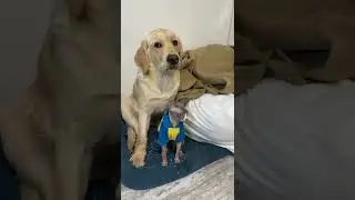 Два злодея