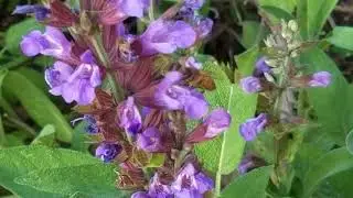 Common Honey Bee on a Texas Sage flower.
