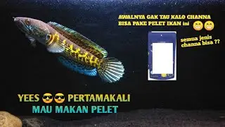 Tips & cara  cepat tanpa puasa, semua jenis channa sangat  mudah