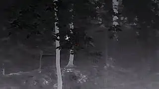 Fisher in WI woods