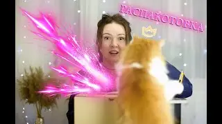 Возвращение/Распаковка/Агрессивная Кошка