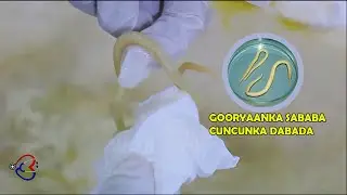 Gooryaanka daba cuncunka sababa qabsinkana keeni kara