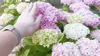 Влог 30.05.24 Сербия Лозница