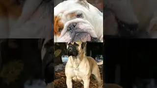 pitbull vs cane corso, doberman,koren mastiff, English mastiff,hyena 