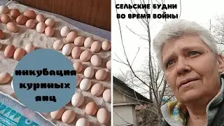 Инкубация яиц, сельские будни во время войны