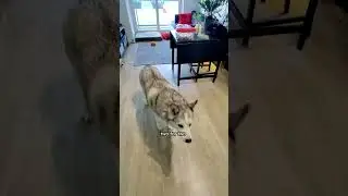 Husky Really Wants Popcorn Chips! 🍿#husky #dog