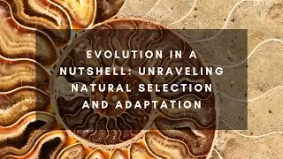 Evolution in a Nutshell: Unraveling Natural Selection and Adaptation