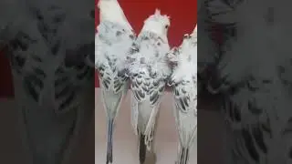 TCB Hagoromo Budgies