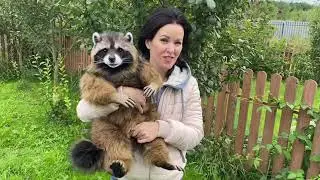 Raccoon toy