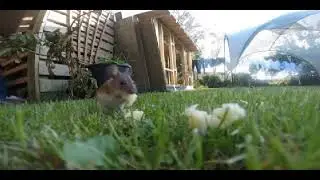Mouse and the Cheese