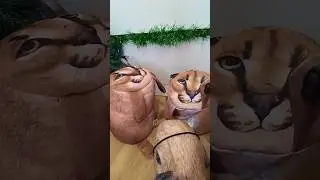 капибара не может понять где шлепа дальноухий а где обычный  