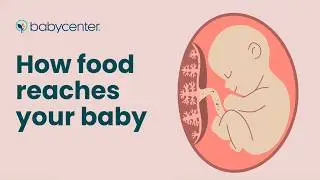 How food reaches your baby