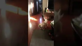 Dog barking asking for food 😆😂