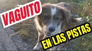 AYUDANDO PERRITOS ABANDONADOS EN LAS CALLES