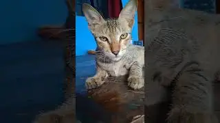cat video #catshorts #catlover #cgshorts