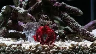AKI INOMATA 《Why Not Hand Over a “Shelter” to Hermit Crabs? -Border-》