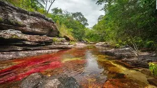 Caño Cristales - El Rio mas Bello del Planeta