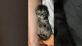 Котенок с аномалией. Энди уже 2 недели