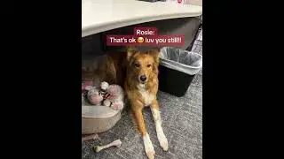 ‼️Crisis averted‼️ No one has to go without treats 😂 #petsmart #anythingforpets