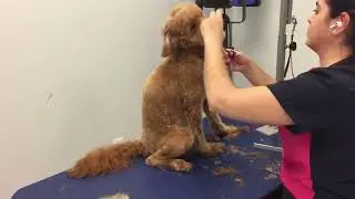 🐾🐶Doodle summer pet trim🐶🐾