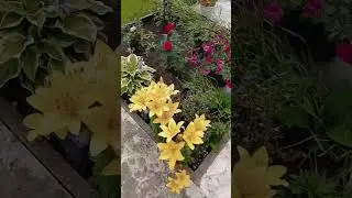 🌼💮🌸#моменты #nature #садмечты #лето #garden #дача #цветы #природа #прогулка #прекрасныйдень #моймир