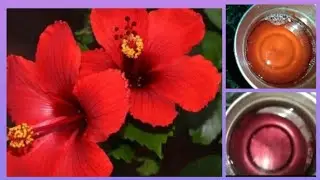 செம்பருத்தி சர்பத்🌺🌺🌺