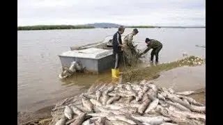 Браконьеры убивают тонны рыбы.