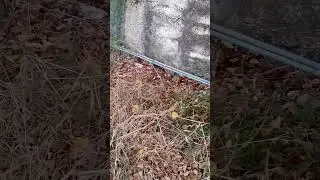2 turtles bumping session
